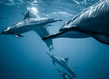 开云棋牌下载-足协杯冠军决定4队命运 上港国安都要盼苏宁夺冠？